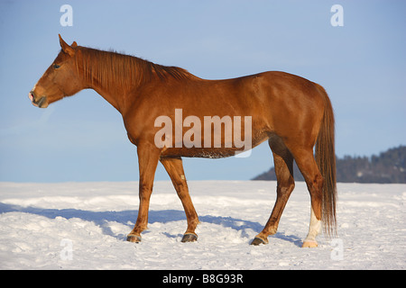 Gidran, Hungarian Anglo-Arab. Chestnut gelding standing, seen side-on. Switzerland Stock Photo