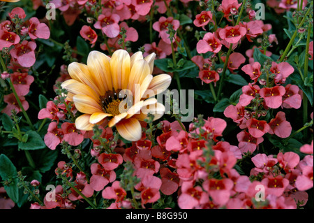 Flower border with Gazania Daybreak series and Diascia Ruby Field Stock Photo
