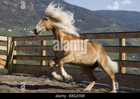 Haflinger horse on paddock Stock Photo