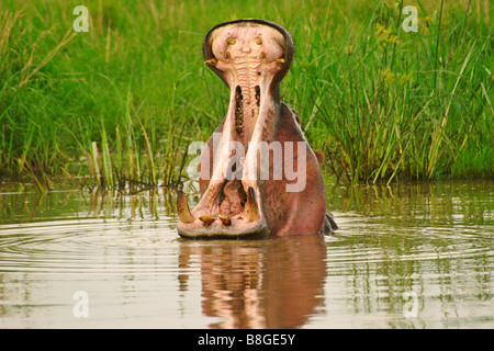 Hippopotamus with mouth wide open, Kenya Stock Photo