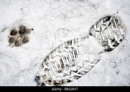 Man and Dog foot and paw prints in snow Stock Photo