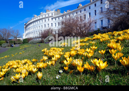 Spring flowers in front of Regency buildings Brighton Stock Photo