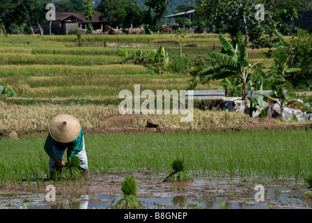 Woman with conical hat working in rice field near Solo in Java, Indonesia Stock Photo