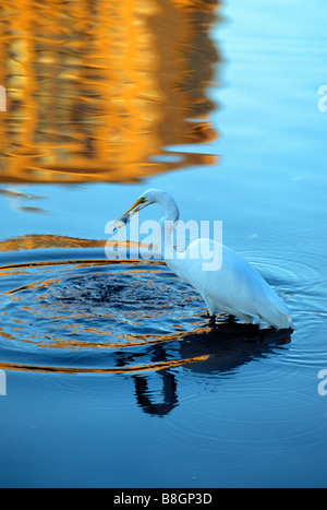 EGRET CATCHES SMALL FISH IN LORING PARK LAKE.   REFLECTIONS OF DOWNTOWN MINNEAPOLIS, MINNESOTA  BUILDINGS IN WATER. SUMMER. Stock Photo