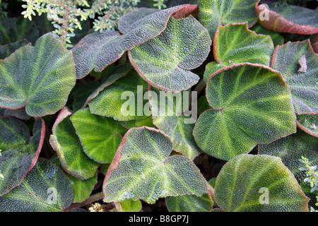 Begonia soli mutata hi-res stock photography and images - Alamy