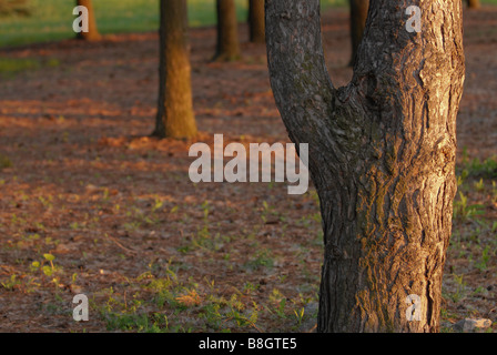 Singled out amongst a forest of trees. Stock Photo