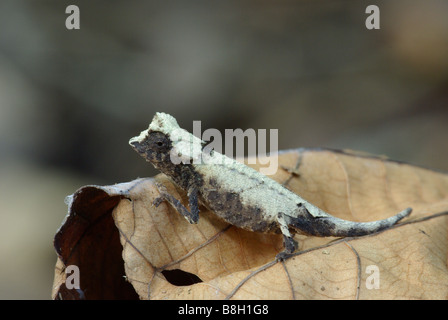 Leaf Chameleon on leaf in Ankarana Special Reserve, Madagascar. Stock Photo