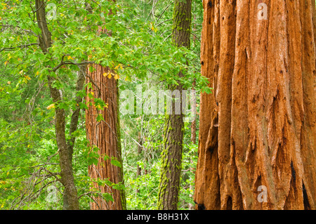 Giant Sequoias Sequoiadendron giganteum Trail of 100 Giants Giant Sequoia National Monument California Stock Photo