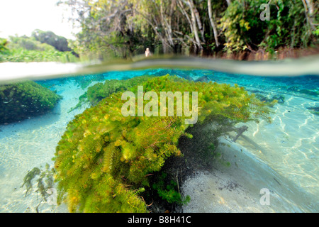 Underwater vegetation, predominantly stonewort algae, Chara rusbyana, at Sucuri River, Bonito, Mato Grosso do Sul, Brazil Stock Photo