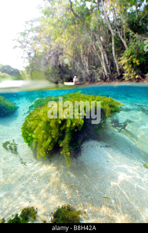 Underwater vegetation, predominantly stonewort algae, Chara rusbyana, at Sucuri River, Bonito, Mato Grosso do Sul, Brazil Stock Photo