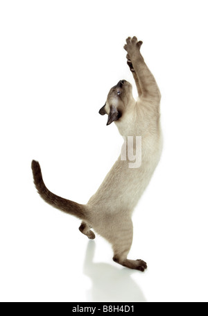 Siamese cat - standing on hindpaws - cut out Stock Photo