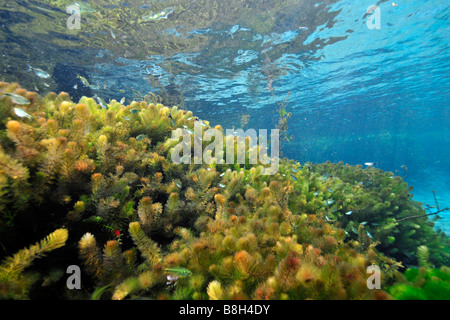 Underwater vegetation predominantly stonewort algae Chara rusbyana at Sucuri River Bonito Mato Grosso do Sul Brazil Stock Photo