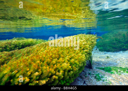 Underwater vegetation predominantly stonewort algae Chara rusbyana at Sucuri River Bonito Mato Grosso do Sul Brazil Stock Photo