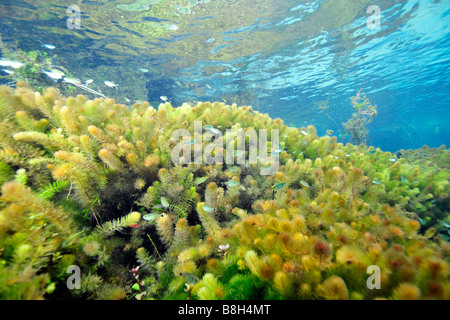 Underwater vegetation predominantly stonewort algae Chara rusbyana at Sucuri River Bonito Mato Grosso do Sul Brazil Stock Photo