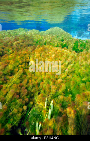 Underwater vegetation predominantly stonewort algae Chara rusbyana at Sucuri River Bonito Mato Grosso do Sul Brazil Stock Photo