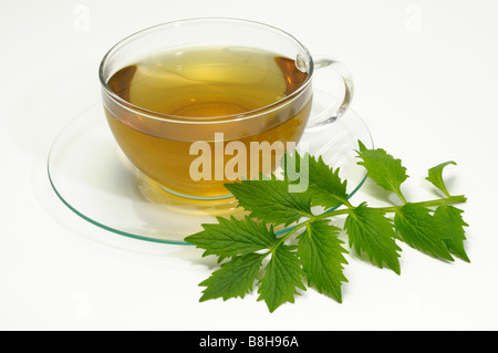 Common Valerian (Valeriana officinalis). A cup of tea with leaves, studio picture Stock Photo