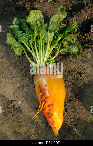 Mangelwurzel (Beta Vulgaris Subsp. Vulgaris Var. Crassa), Beets On A ...