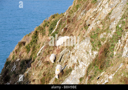 Sheep grazing on a steep cliff Pembrokeshire National Park Wales Stock Photo