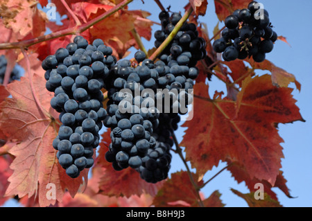 Grape Vine (Vitis vinifera), variety: Muscat bleu. Bunch of ripe grapes and leaves in autumn colors Stock Photo