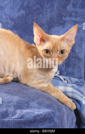 Devon Rex cat - lying on sofa Stock Photo