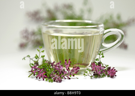 Common Fumitory (Fumaria officinalis). A cup of tea and flowers, studio picture Stock Photo