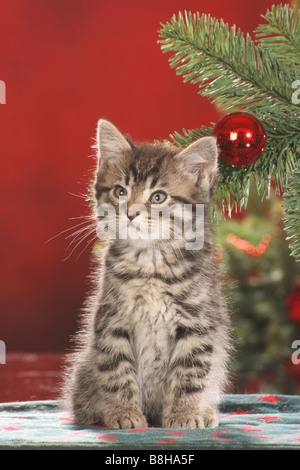 Christmas: kitten sitting next to fir branches Stock Photo