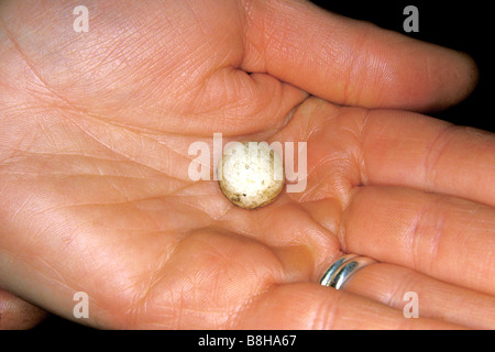 The egg of a Short-nosed Echidna, Short-beaked Echidna, Spiny Anteater (Tachyglossus aculeatus) on the palm of a hand Stock Photo