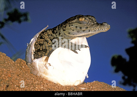 Nile Crocodile (Crocodylus niloticus), hatching young Stock Photo