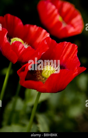 Red wild poppy Latin name: papaver rhoeas Stock Photo