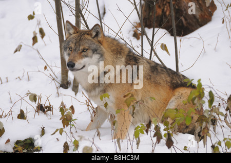 wolf - sitting in the snow Stock Photo