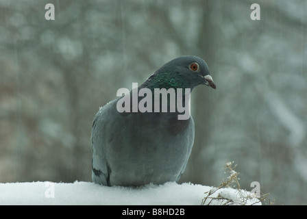 Rock Pigeon  in the snow Stock Photo