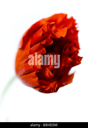 Common name: California poppy Latin Name: Eschscholzia californica Stock Photo