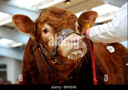 Limousin bull being showed and led by halter and Nose ring Carlisle Cumbria Stock Photo
