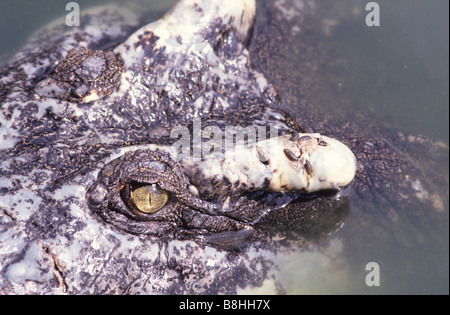 Saltwater crocodile (Crocodylus porosus) with parasites (leech) Stock Photo