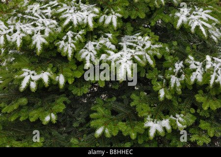 Light dusting of snow on fir tree Victoria British Columbia Canada Stock Photo