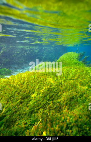 Underwater vegetation, predominantly stonewort algae, Chara rusbyana, at Sucuri River, Bonito, Mato Grosso do Sul, Brazil Stock Photo