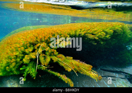 Underwater vegetation, predominantly stonewort algae, Chara rusbyana, at Sucuri River, Bonito, Mato Grosso do Sul, Brazil Stock Photo