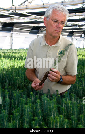 Forset Service Lucky Peak Nursery manager holding an englemann spruce seedling in a greenhouse near Boise Idaho Stock Photo