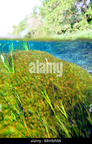 Underwater vegetation, predominantly stonewort algae, Chara rusbyana, at Sucuri River, Bonito, Mato Grosso do Sul, Brazil Stock Photo