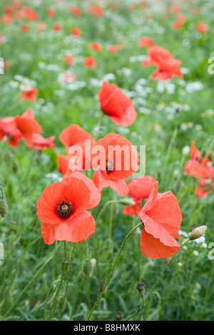 Common native red Poppies Papaver rhoeas growing in a field. England UK Britain Stock Photo