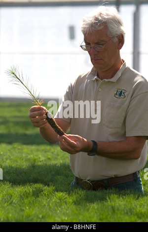 Forset Service Lucky Peak Nursery manager holding a ponderosa pine seedling in a greenhouse near Boise Idaho Stock Photo