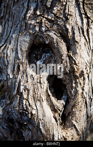 close up image of the trunk and bark of an Olive tree Stock Photo