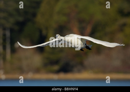 Trumpeter swan in flight over lagoon Victoria British Columbia Canada Stock Photo
