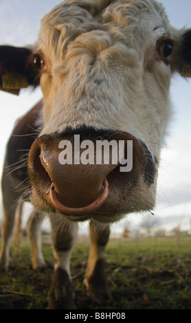 Cow with nose ring. Taken at Mudchute farm, Isle of dogs, London Stock Photo