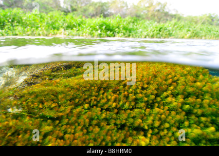 Underwater vegetation, predominantly stonewort algae, Chara rusbyana, at Sucuri River, Bonito, Mato Grosso do Sul, Brazil Stock Photo