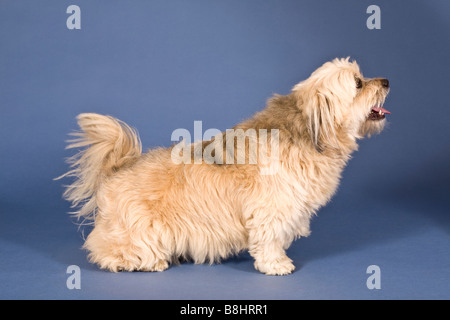 Shih Tzu-Maltese cross dog Stock Photo