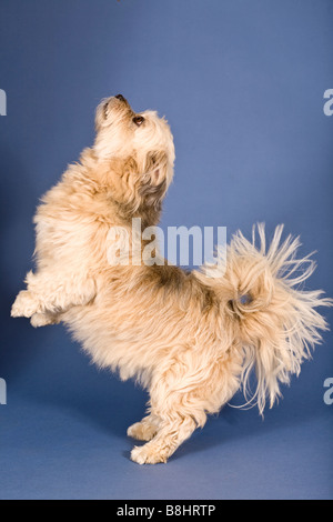 Shih Tzu Maltese cross dog Stock Photo