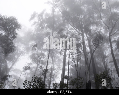 Black and White photograph of Eucalyptus trees in Mist in Sri Lanka Stock Photo