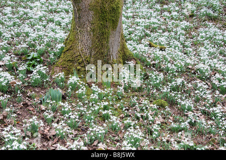Snowdrops Galanthus nivalis round a mossy tree trunk on a woodland floor Carmarthenshire Stock Photo