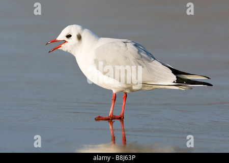 An adult winter plumage Black headed Gull stood on the surface of an icy pool Stock Photo